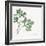 Italian Parsley-Chris Paschke-Framed Art Print