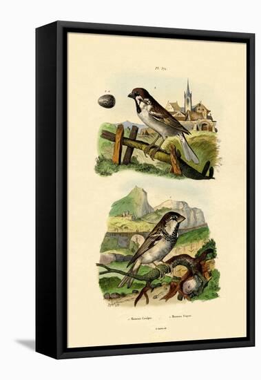 Italian Sparrow, 1833-39-null-Framed Premier Image Canvas