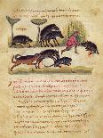 Treatise on the Boar: Life, Mating, Hunting, Illustration from the 'Cynegetica' by Oppian-Italian-Giclee Print