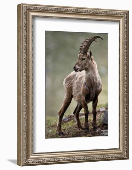 Italy, Alpine Ibex, Capra Ibex-Rainer Mirau-Framed Photographic Print