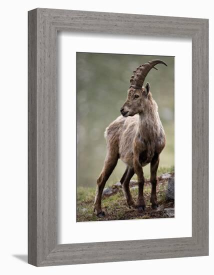 Italy, Alpine Ibex, Capra Ibex-Rainer Mirau-Framed Photographic Print