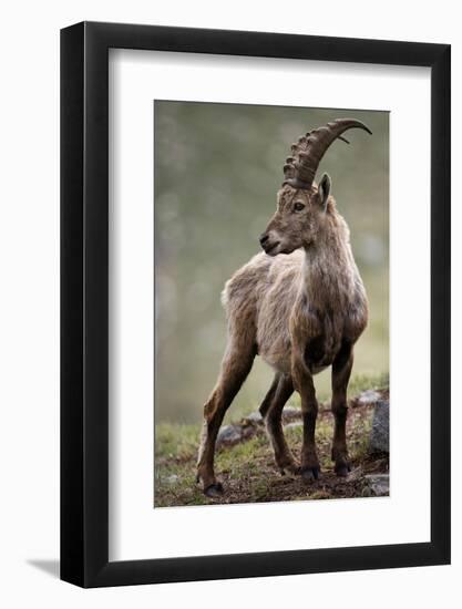 Italy, Alpine Ibex, Capra Ibex-Rainer Mirau-Framed Photographic Print