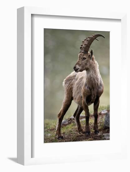 Italy, Alpine Ibex, Capra Ibex-Rainer Mirau-Framed Photographic Print