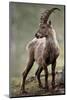 Italy, Alpine Ibex, Capra Ibex-Rainer Mirau-Mounted Photographic Print