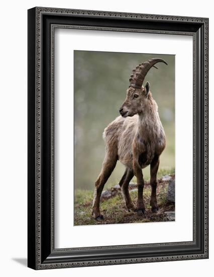 Italy, Alpine Ibex, Capra Ibex-Rainer Mirau-Framed Photographic Print