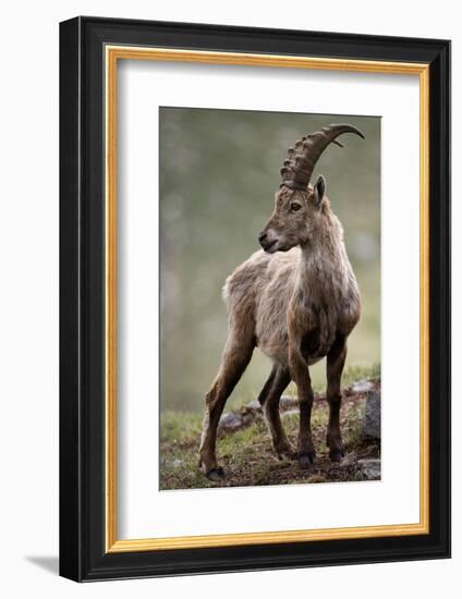 Italy, Alpine Ibex, Capra Ibex-Rainer Mirau-Framed Photographic Print