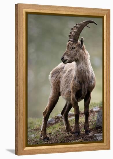 Italy, Alpine Ibex, Capra Ibex-Rainer Mirau-Framed Premier Image Canvas