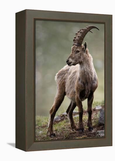 Italy, Alpine Ibex, Capra Ibex-Rainer Mirau-Framed Premier Image Canvas