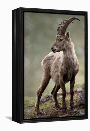 Italy, Alpine Ibex, Capra Ibex-Rainer Mirau-Framed Premier Image Canvas