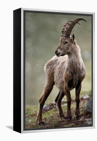 Italy, Alpine Ibex, Capra Ibex-Rainer Mirau-Framed Premier Image Canvas