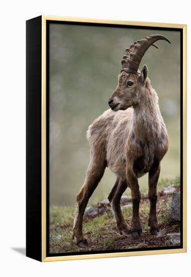 Italy, Alpine Ibex, Capra Ibex-Rainer Mirau-Framed Premier Image Canvas