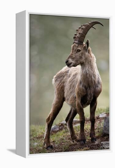 Italy, Alpine Ibex, Capra Ibex-Rainer Mirau-Framed Premier Image Canvas