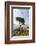 Italy, Amalfi Coast, Ravello, Villa Rufolo-Francesco Iacobelli-Framed Photographic Print