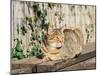 Italy, Chianti, Monteriggioni. Cat resting on a wooden bench in the hilltown.-Julie Eggers-Mounted Photographic Print