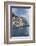 Italy, Cinque Terre, Manarola-Rob Tilley-Framed Photographic Print