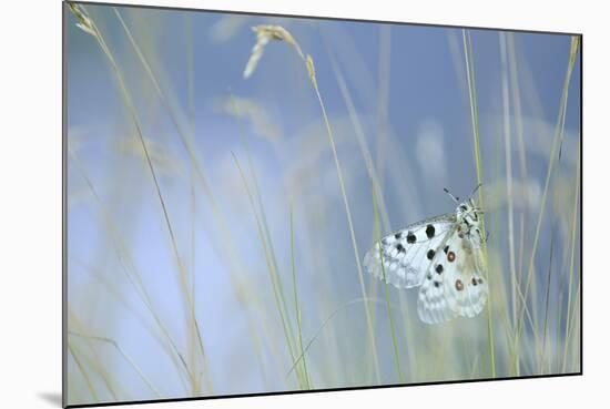 Italy, Friuli Venezia Giulia , Apollo Delle Alpi Butterfly-Willy Di Giulian-Mounted Photographic Print