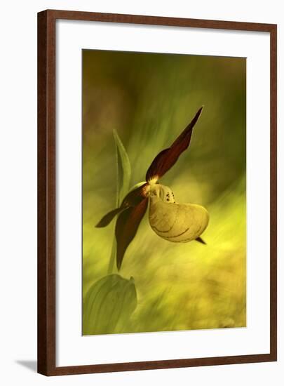 Italy, Friuli Venezia Giulia , Lady's Slipper (Slipper Orchid)-Cristiana Damiano-Framed Photographic Print