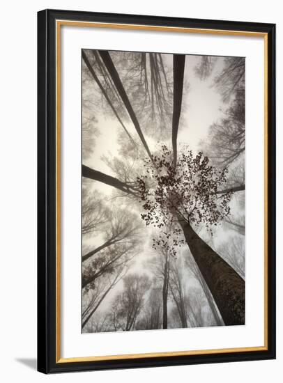 Italy, Friuli Venezia Giulia,Veneto, Cansiglio Forest-Daniele Pantanali-Framed Photographic Print
