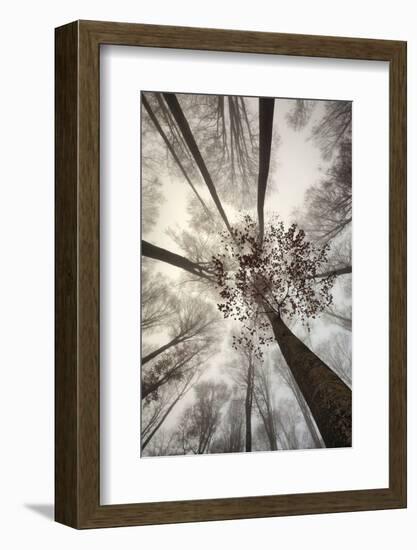 Italy, Friuli Venezia Giulia,Veneto, Cansiglio Forest-Daniele Pantanali-Framed Photographic Print