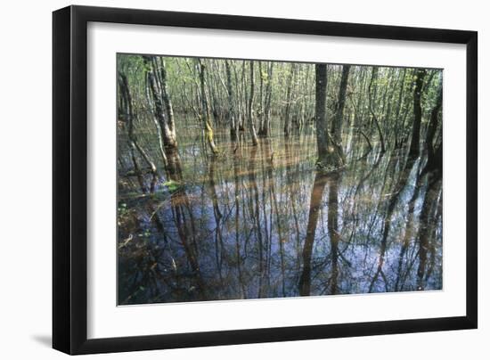 Italy, Latium, Circeo National Park, Selva Di Circe, Lake-null-Framed Giclee Print