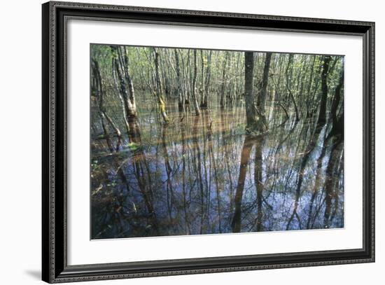 Italy, Latium, Circeo National Park, Selva Di Circe, Lake-null-Framed Giclee Print