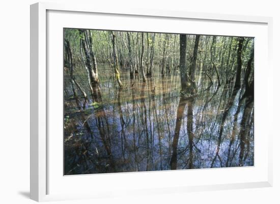 Italy, Latium, Circeo National Park, Selva Di Circe, Lake-null-Framed Giclee Print