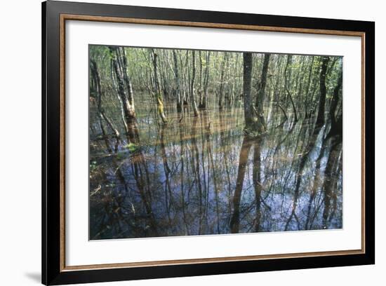 Italy, Latium, Circeo National Park, Selva Di Circe, Lake-null-Framed Giclee Print