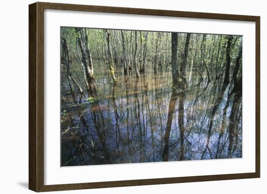 Italy, Latium, Circeo National Park, Selva Di Circe, Lake-null-Framed Giclee Print