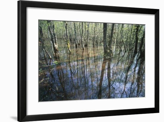 Italy, Latium, Circeo National Park, Selva Di Circe, Lake-null-Framed Giclee Print