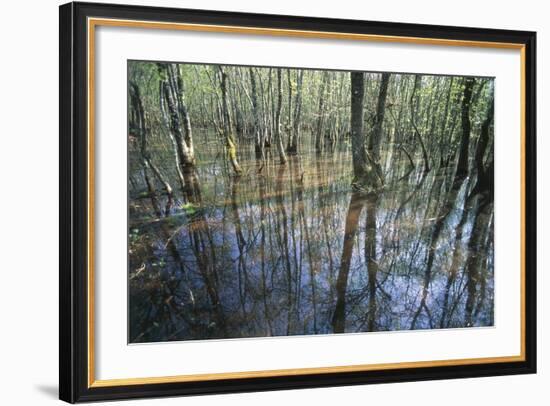 Italy, Latium, Circeo National Park, Selva Di Circe, Lake-null-Framed Giclee Print