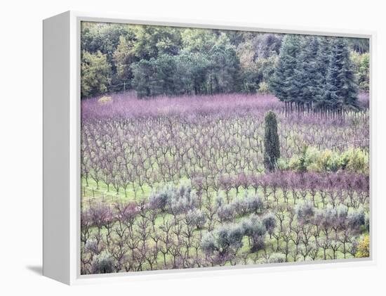Italy, Montepulciano, Almond Grove in the Autumn Season-Terry Eggers-Framed Premier Image Canvas