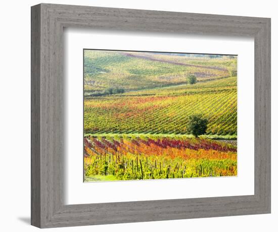 Italy, Montepulciano, Autumn Vineyard in full color-Terry Eggers-Framed Photographic Print