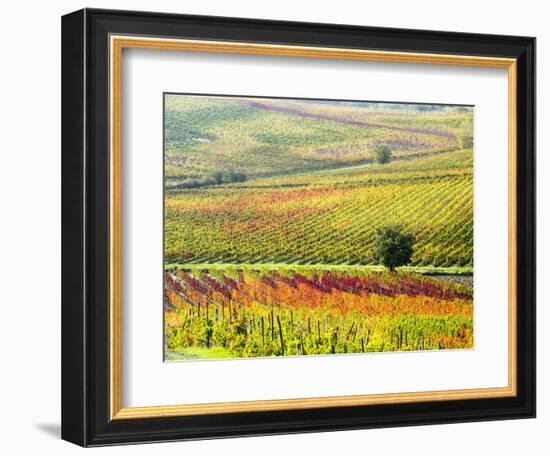 Italy, Montepulciano, Autumn Vineyard in full color-Terry Eggers-Framed Photographic Print