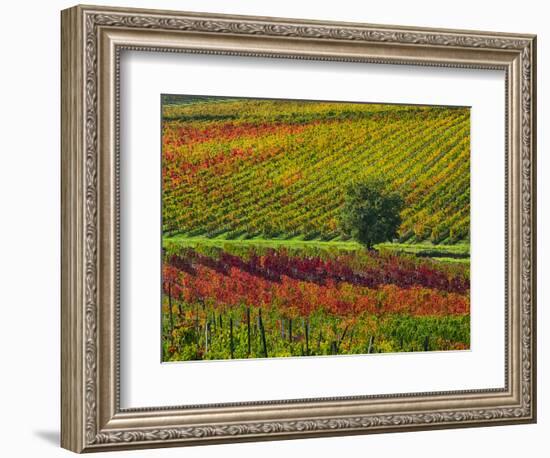 Italy, Montepulciano, Autumn Vineyards-Terry Eggers-Framed Photographic Print