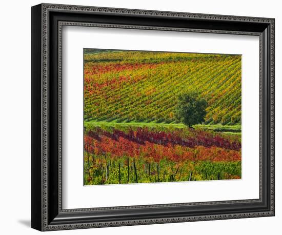 Italy, Montepulciano, Autumn Vineyards-Terry Eggers-Framed Photographic Print