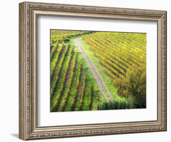 Italy, Montepulciano, Road through Autumn Vineyards-Terry Eggers-Framed Photographic Print