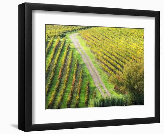 Italy, Montepulciano, Road through Autumn Vineyards-Terry Eggers-Framed Photographic Print