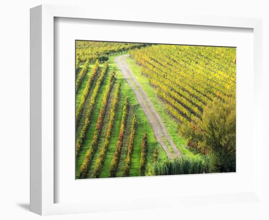 Italy, Montepulciano, Road through Autumn Vineyards-Terry Eggers-Framed Photographic Print