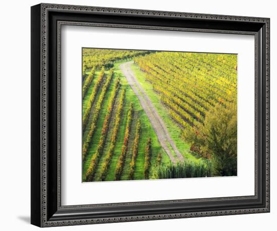 Italy, Montepulciano, Road through Autumn Vineyards-Terry Eggers-Framed Photographic Print