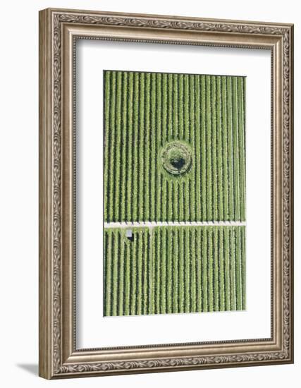 Italy, Natural Forms, Region of Trentino, Structure-Frank Fleischmann-Framed Photographic Print