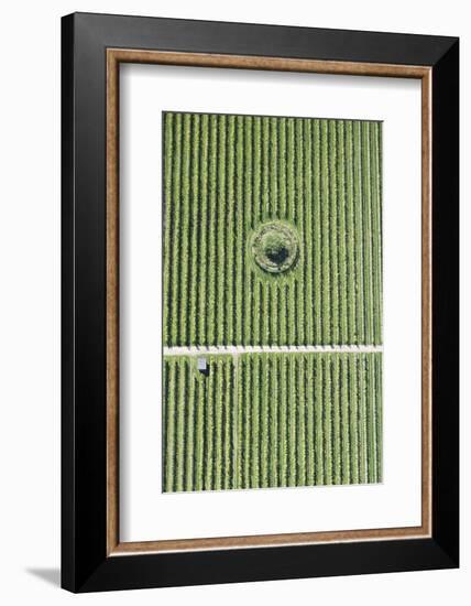 Italy, Natural Forms, Region of Trentino, Structure-Frank Fleischmann-Framed Photographic Print