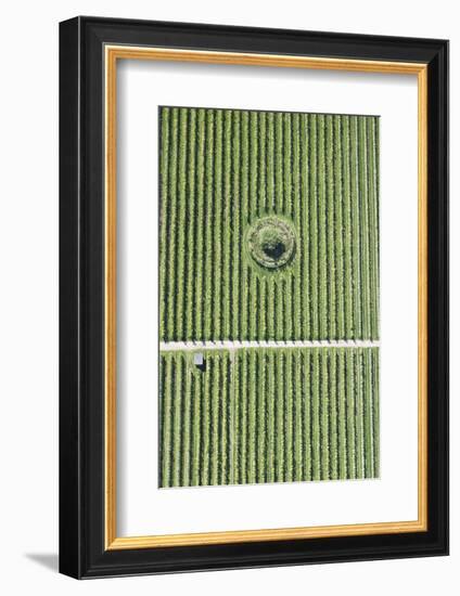 Italy, Natural Forms, Region of Trentino, Structure-Frank Fleischmann-Framed Photographic Print