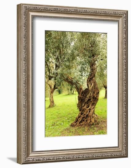 Italy, old Mediterranean olive trees. The botanical name Olea europaea, meaning 'European olive'-Emily Wilson-Framed Photographic Print