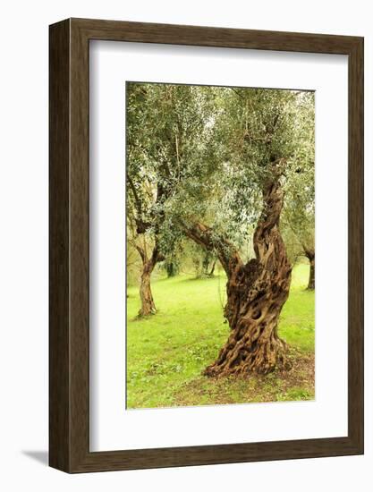 Italy, old Mediterranean olive trees. The botanical name Olea europaea, meaning 'European olive'-Emily Wilson-Framed Photographic Print