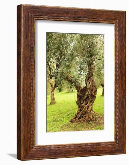 Italy, old Mediterranean olive trees. The botanical name Olea europaea, meaning 'European olive'-Emily Wilson-Framed Photographic Print