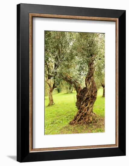 Italy, old Mediterranean olive trees. The botanical name Olea europaea, meaning 'European olive'-Emily Wilson-Framed Photographic Print