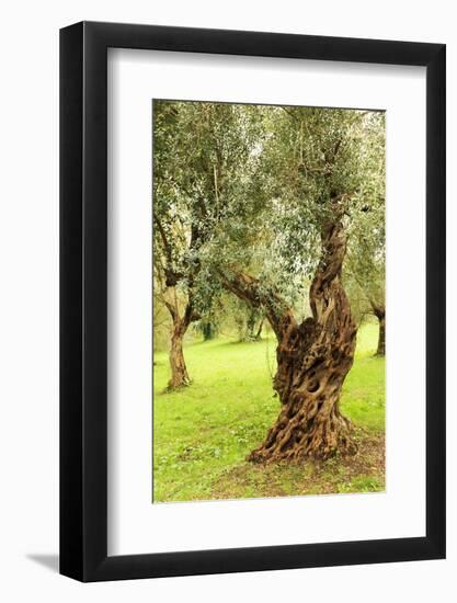 Italy, old Mediterranean olive trees. The botanical name Olea europaea, meaning 'European olive'-Emily Wilson-Framed Photographic Print