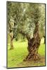 Italy, old Mediterranean olive trees. The botanical name Olea europaea, meaning 'European olive'-Emily Wilson-Mounted Photographic Print