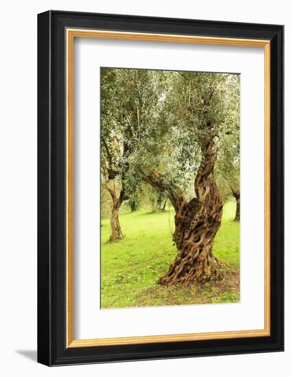 Italy, old Mediterranean olive trees. The botanical name Olea europaea, meaning 'European olive'-Emily Wilson-Framed Photographic Print