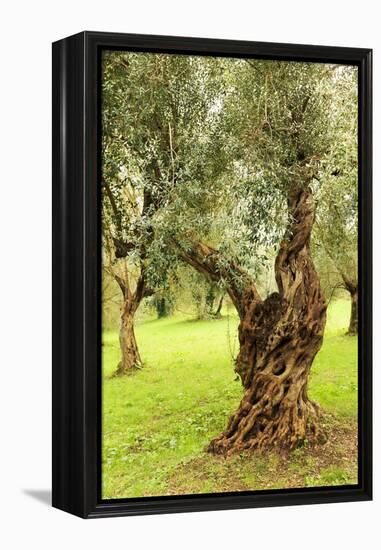 Italy, old Mediterranean olive trees. The botanical name Olea europaea, meaning 'European olive'-Emily Wilson-Framed Premier Image Canvas
